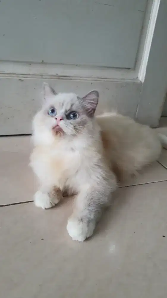 Ragdoll Blue Bicolour