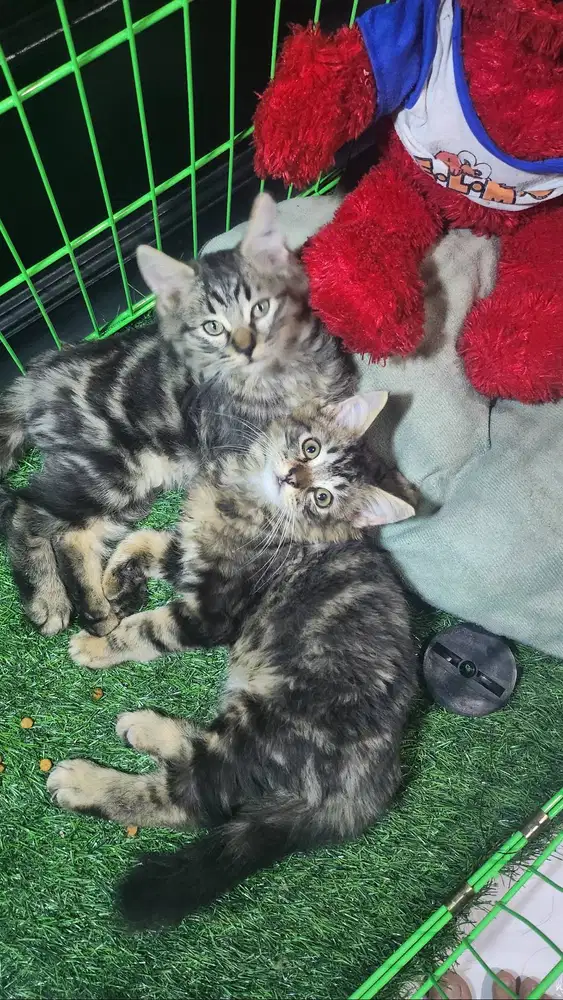 Lepas Kitten mix