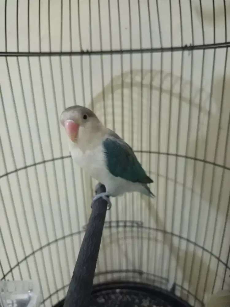 Burung Lovebird