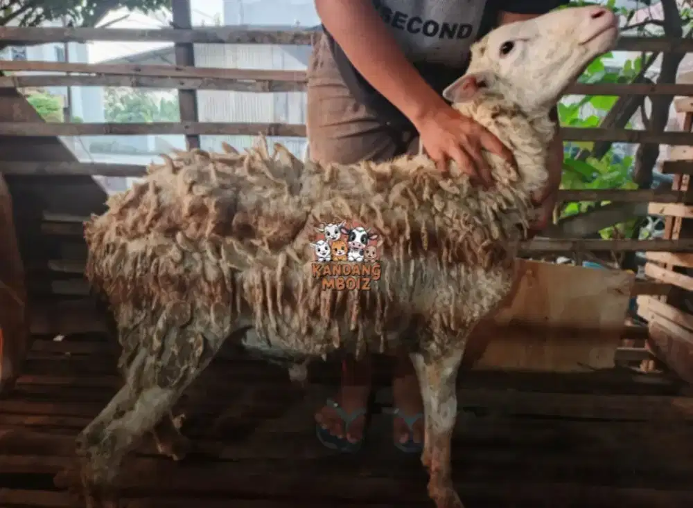 Domba Qurban Bobot 41 kg