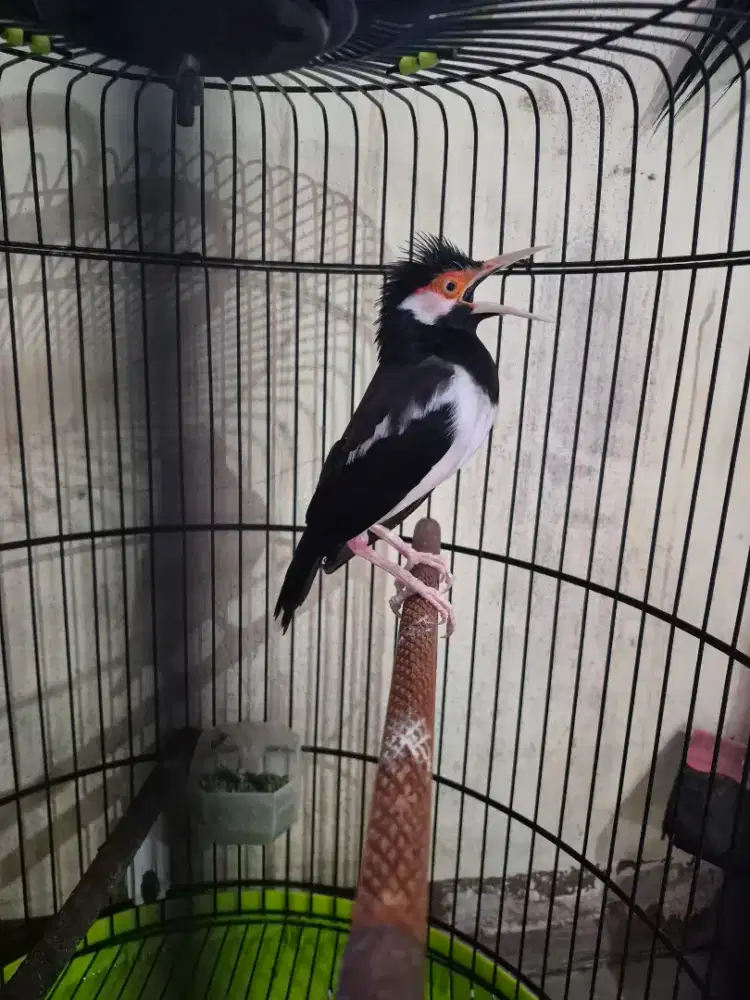 Burung Jalak suren gacor jalak gacor fullset jalak uren gacor