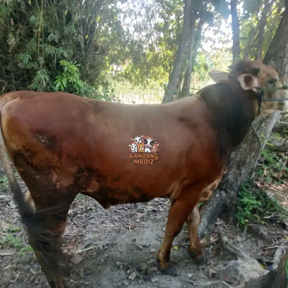 Sapi Qurban Bobot 562kg