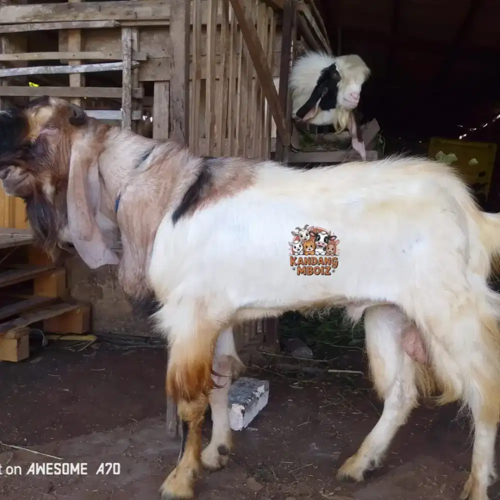 Kambing Qurban Tinggi 90cm