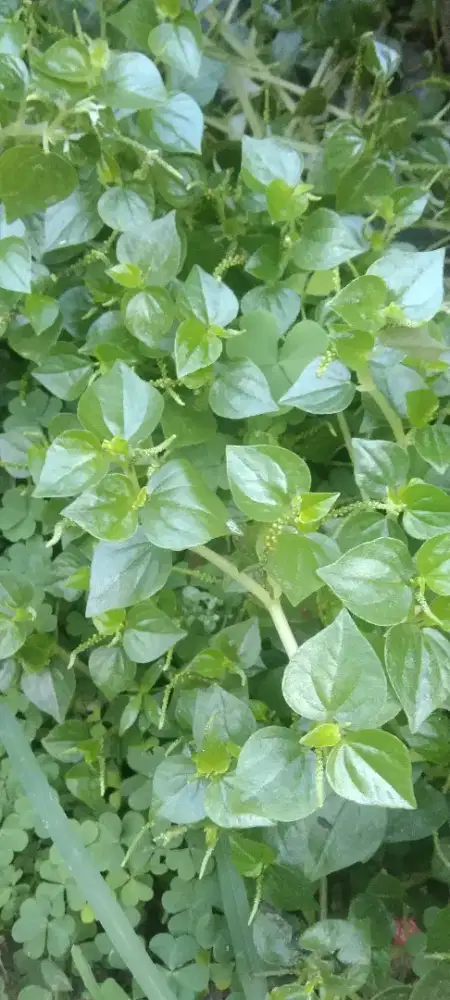 Daun Sirih Cina Segar dijual murah per 300gr di Kramat Jati