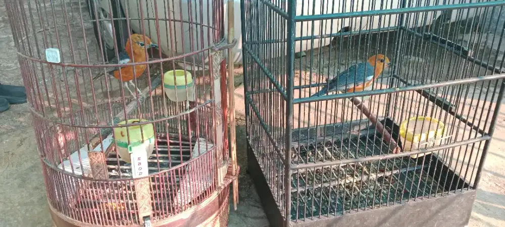 Dijual dua ekor burung anis bata fulset