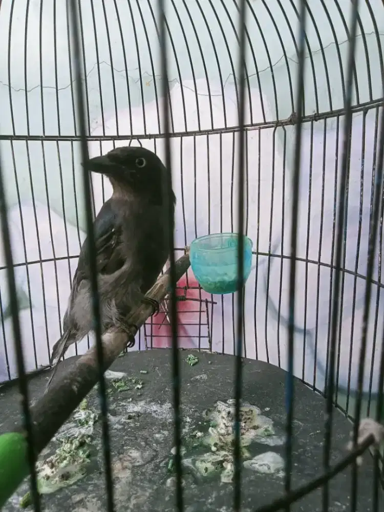 Sg abu pastol mata putih