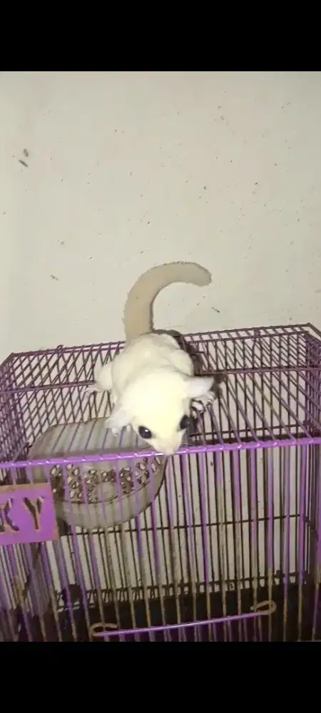 SUGAR GLIDER LEUCISTIC BETINA INDUKAN