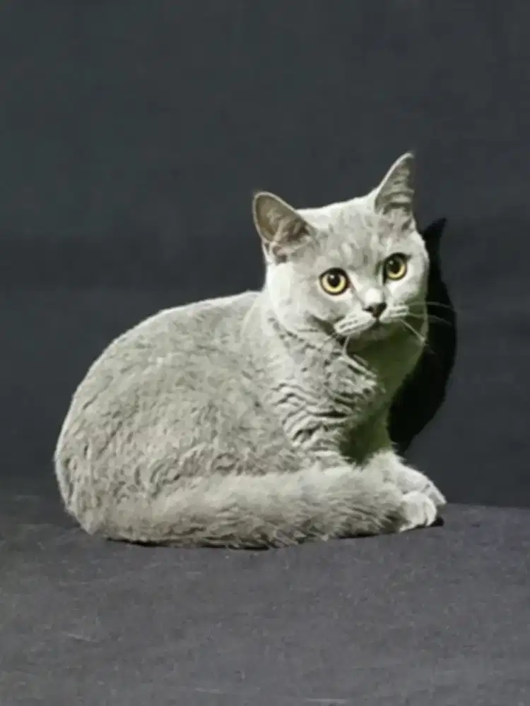 British Shorthair Blue solid