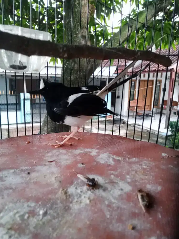 Jual burung Kacer air