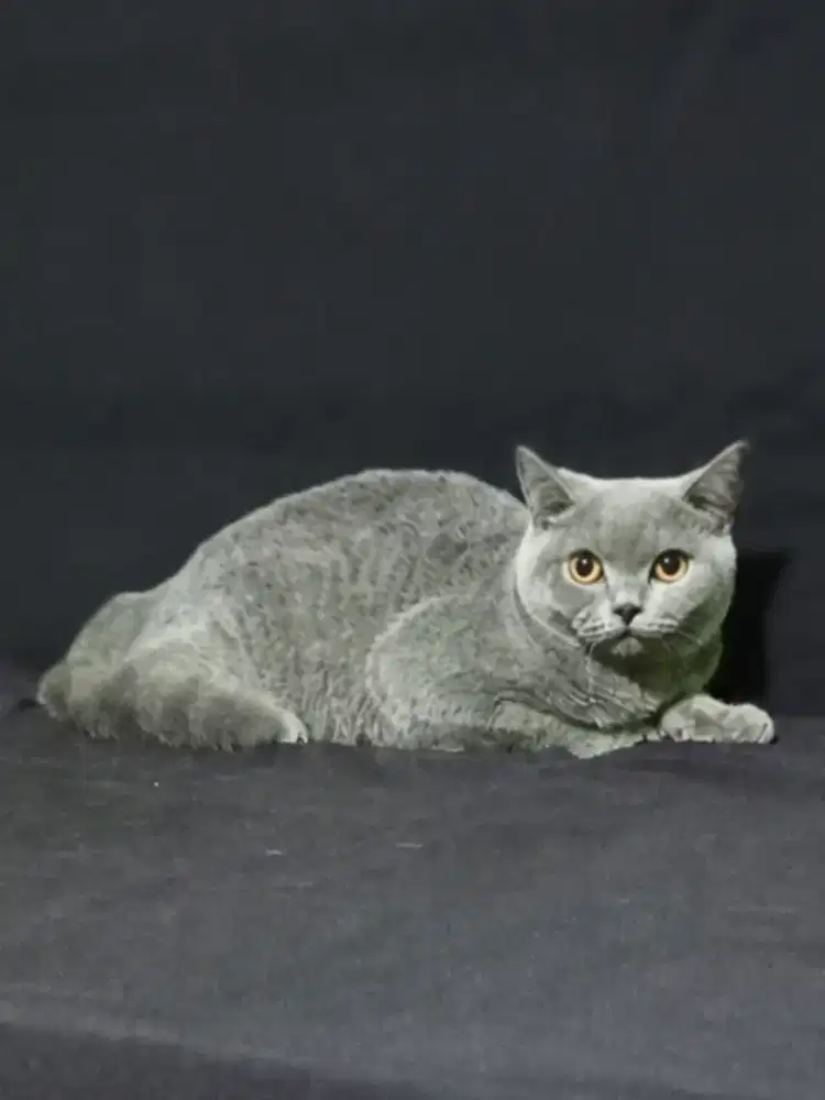British Shorthair blue solid