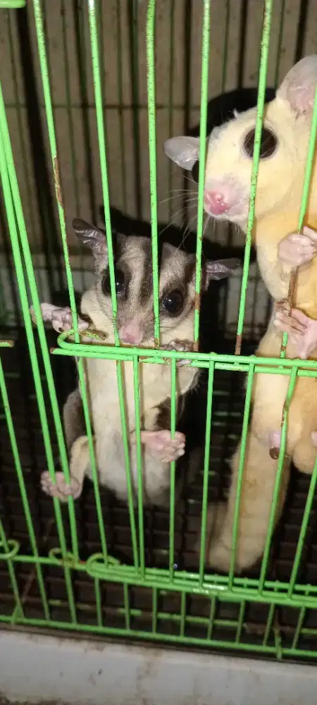 SUGAR GLIDER CLASIC GREY HET LEU BETINA