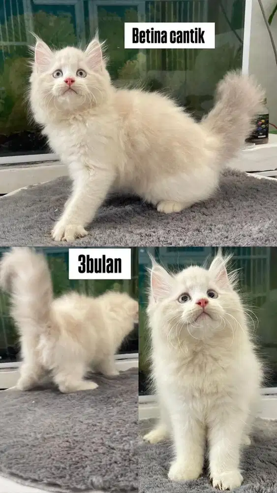 Kitten betina ragdoll