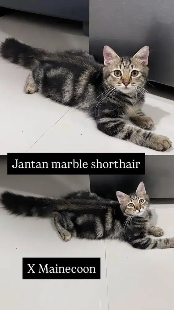 Jantan X mainecoon