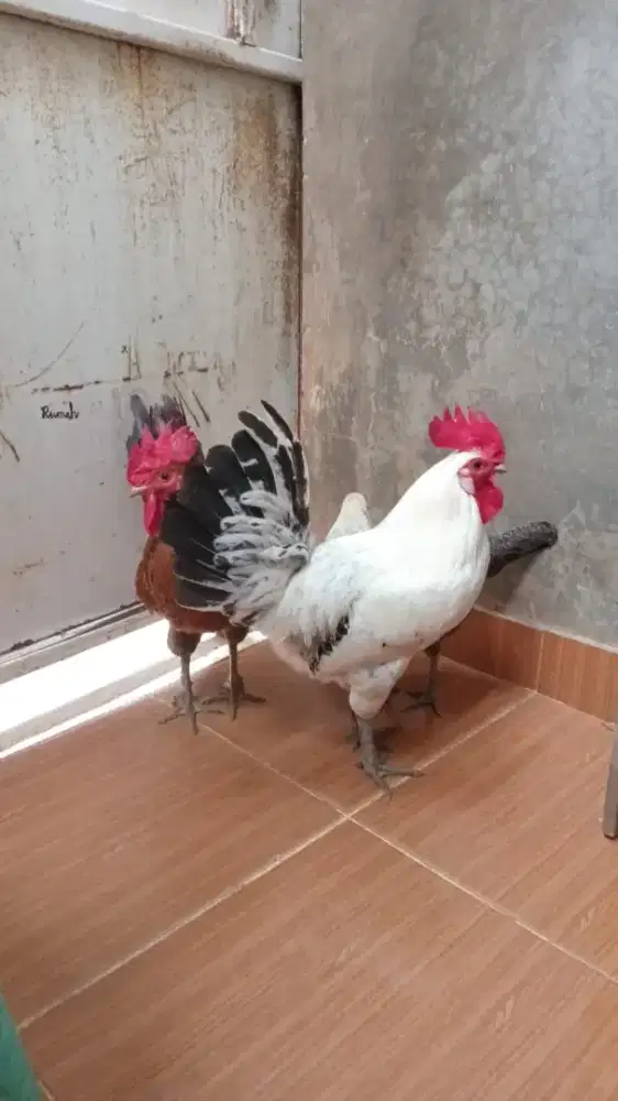 Ayam Jantan Arab