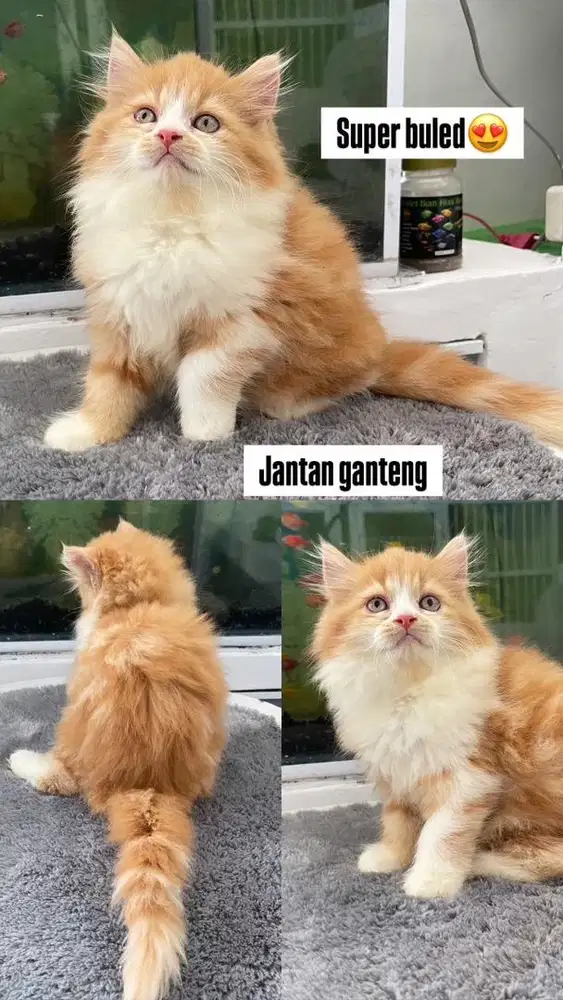 Kittan jantan oyen bicolour oren