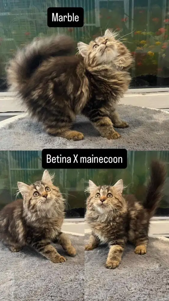 Kitten betina marble coklat X Mainecoon