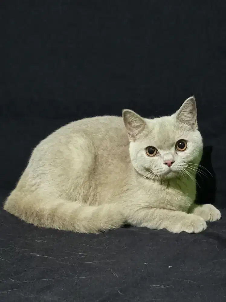 British Shorthair Lilac