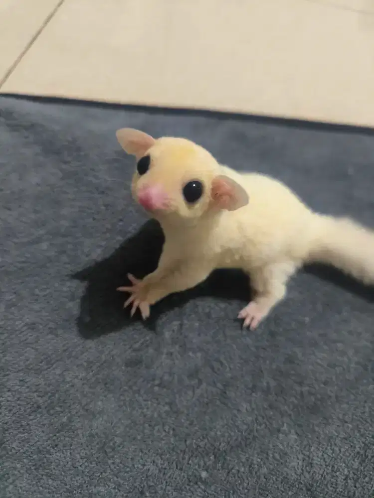 Sugar Glider Leucistic het Platinum