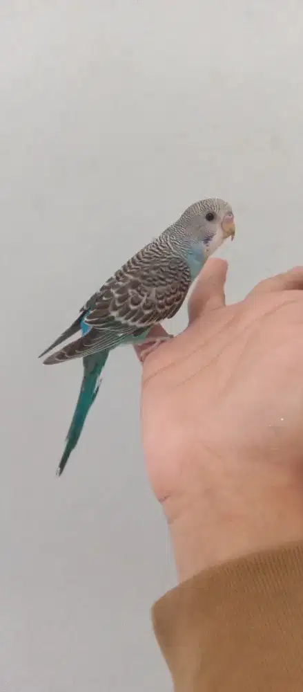 Burung Parkit Jinak Bisa diajak main