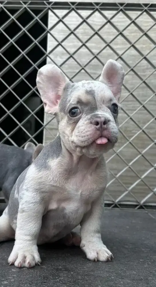 French Bulldog Lilac marle