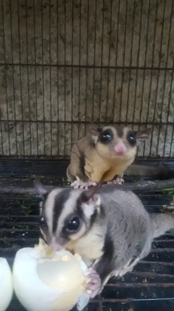 Sugar glider 1 pasang