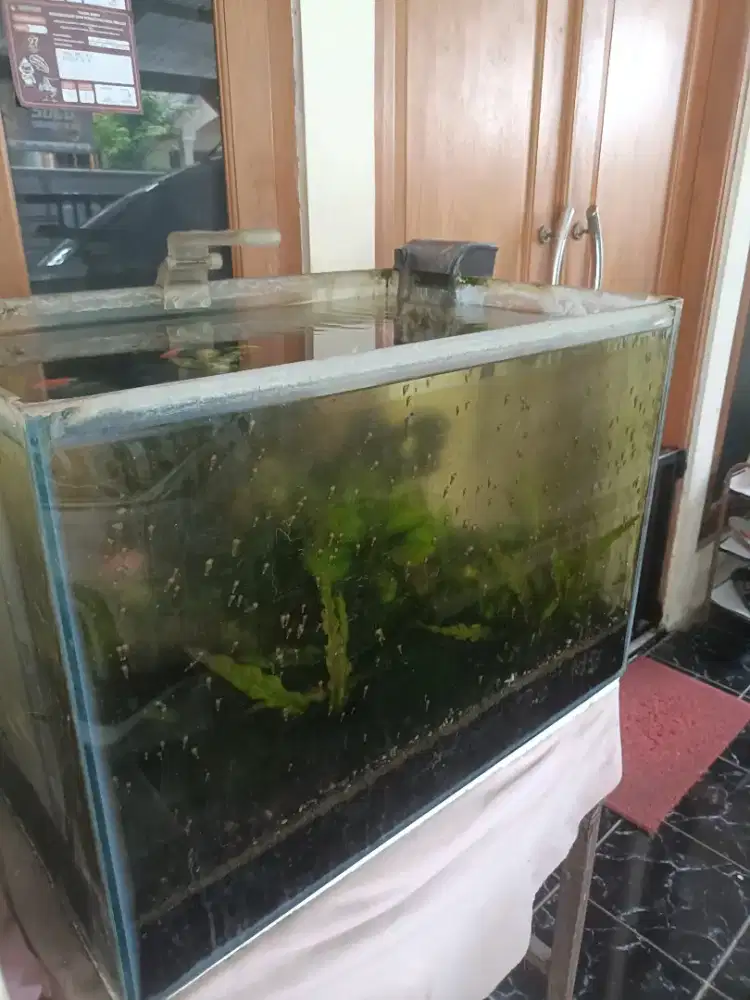 Aquarium Bekas Ukuran 65 x 45 x 46