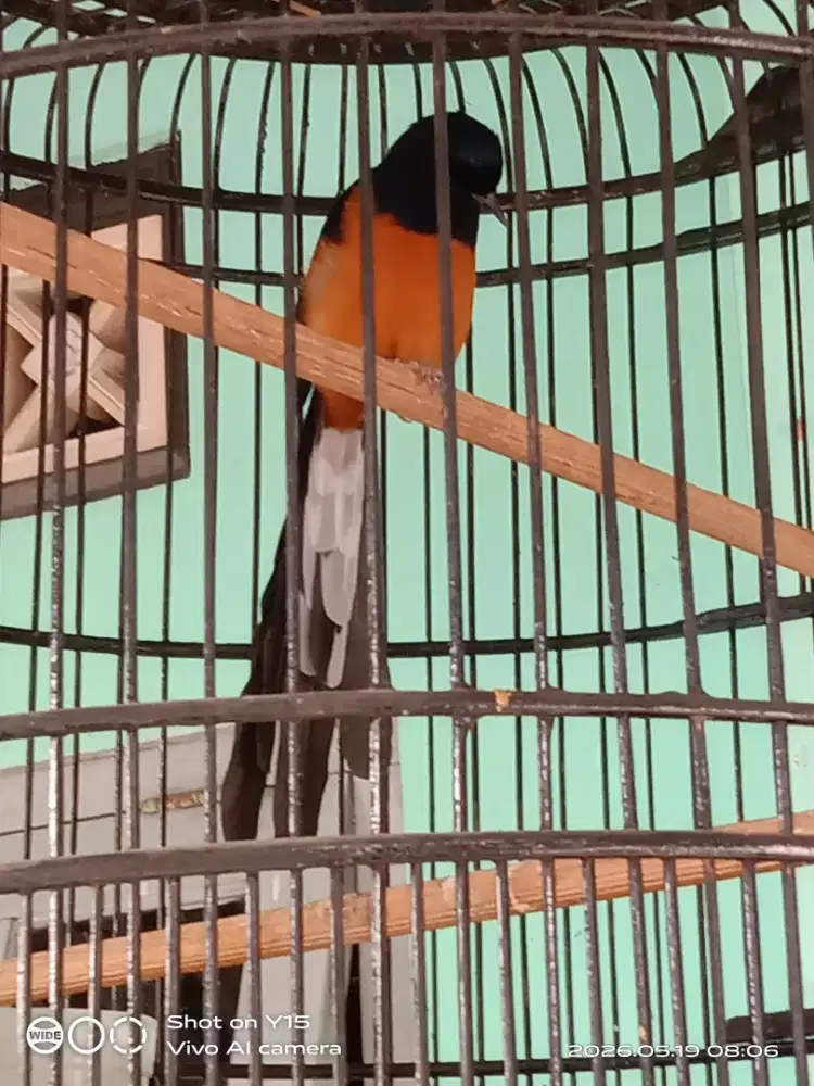 Jual Burung Murai + Kandang