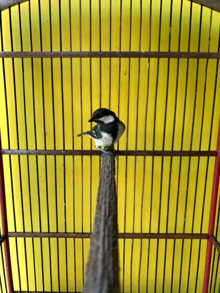 Burung glatik batu cemotan gacor nembak variasi