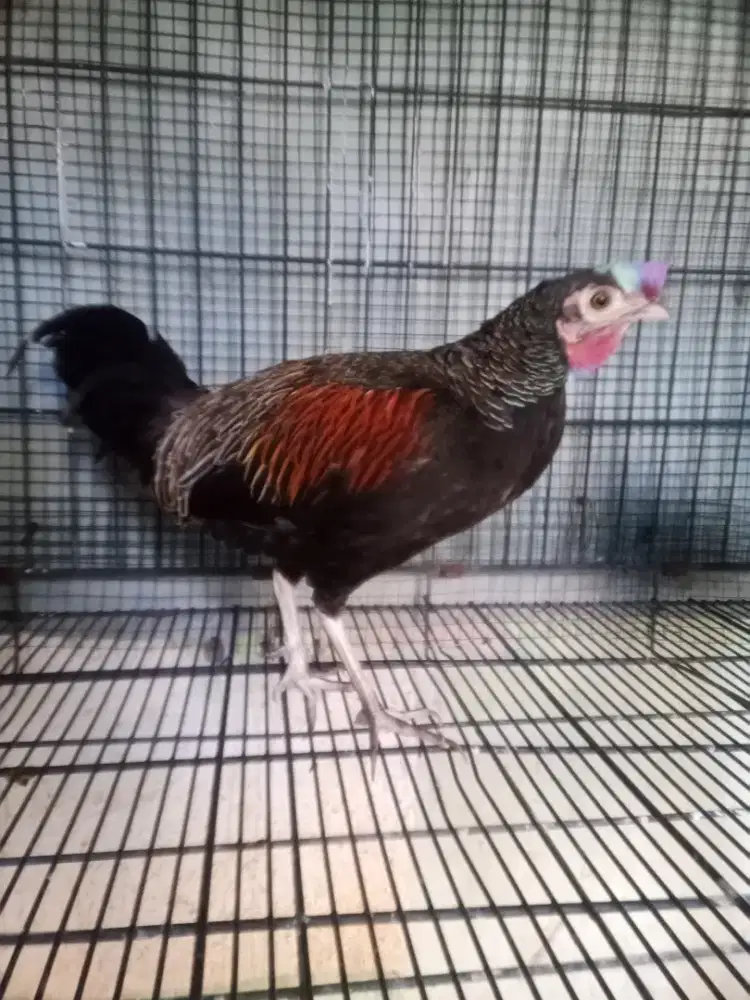 Ayam hutan hijau ori sepasang