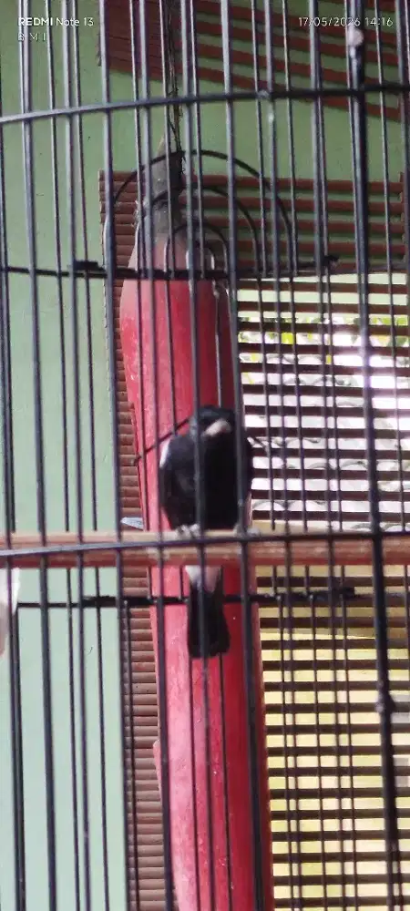 Burung decu aja