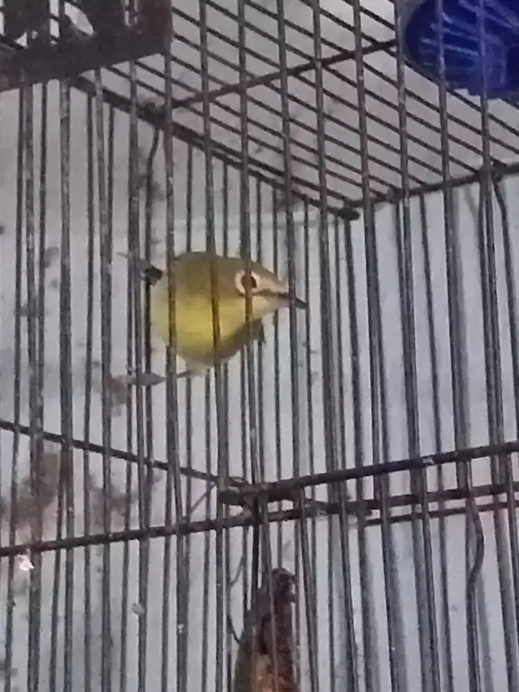 Plc dakun bunyi wiksar ngoceh