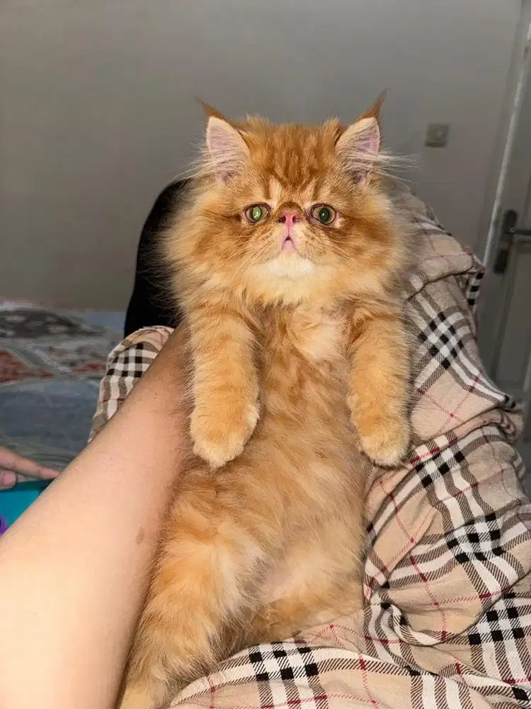 Kucing Peaknose