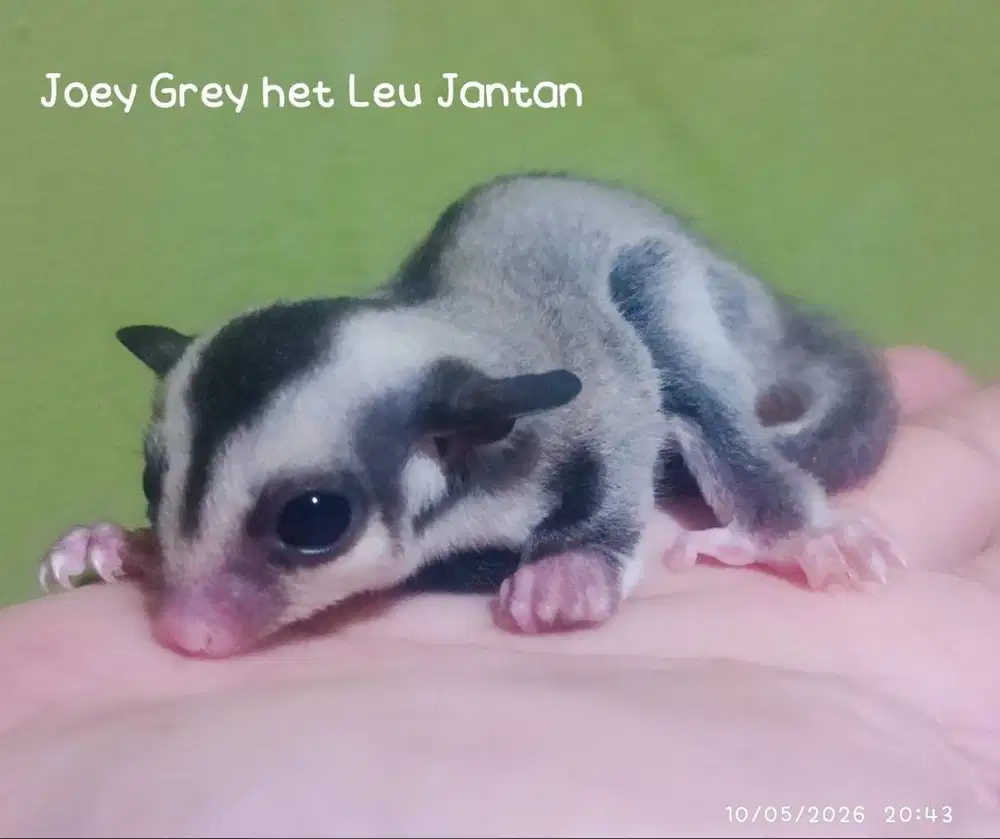 Sugar Glider Joey 2 bulan Grey dan WF Het Leu Jantan Bogor