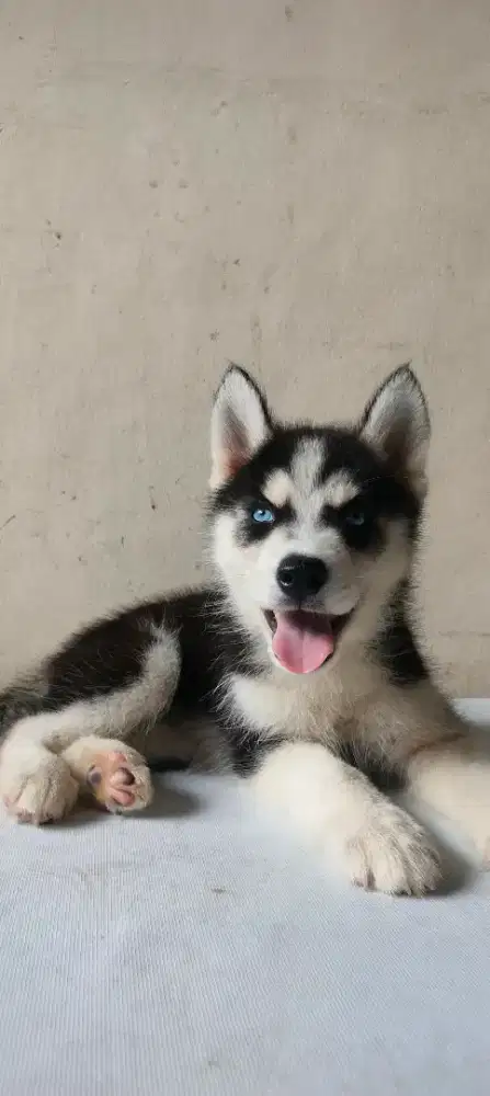 Dijual Anjing Siberian Husky asli