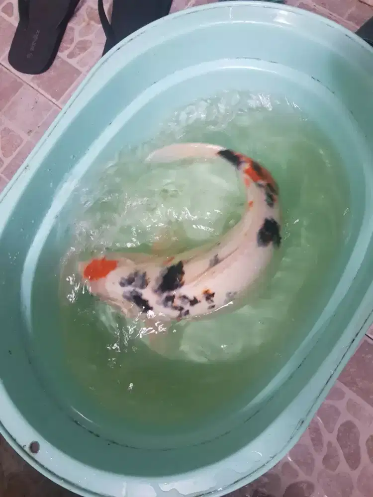 Hiasan kolam ikan koi jumbo mahar nego