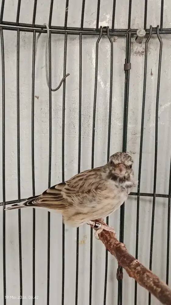 Burung Blackthroat Gacorr dorr