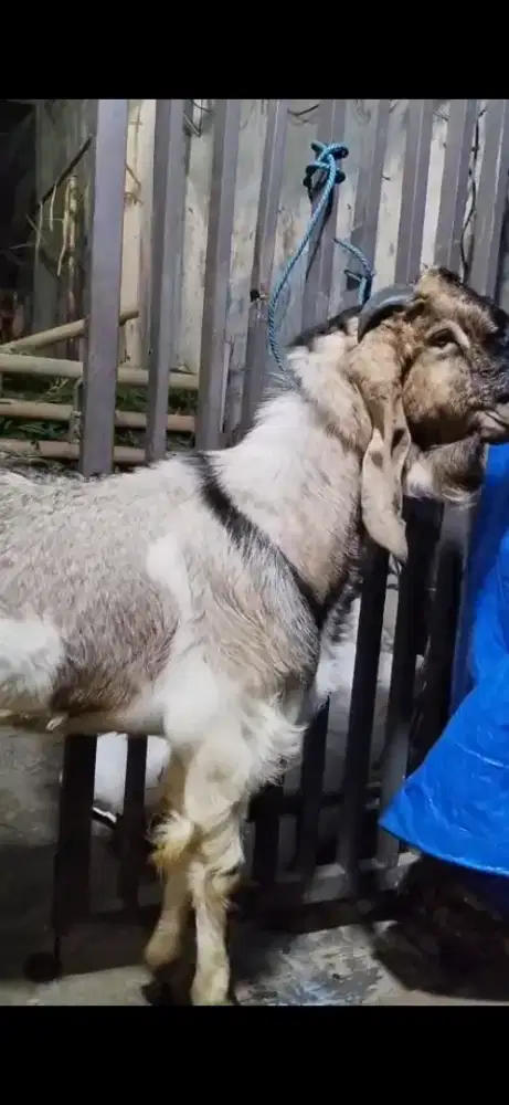 Dijual Kambing Murah