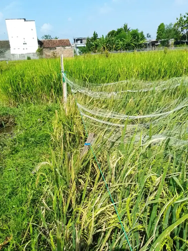 Tanah sawah murah