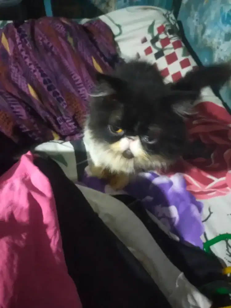 Kucing Peaknose_500k