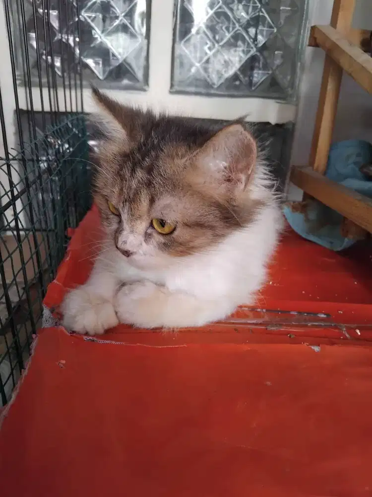 Adopsi Kucing Persia