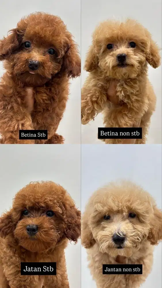 ANAK ANJING POODLE JANTAN BETINA