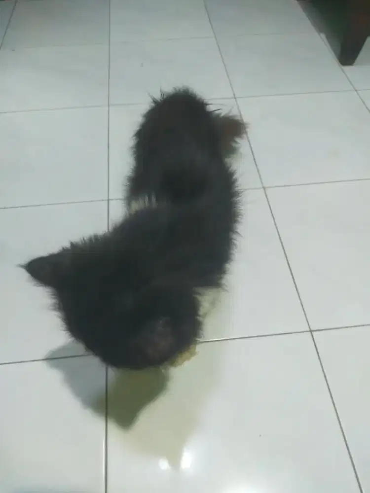 Kucing Peaknose 500k
