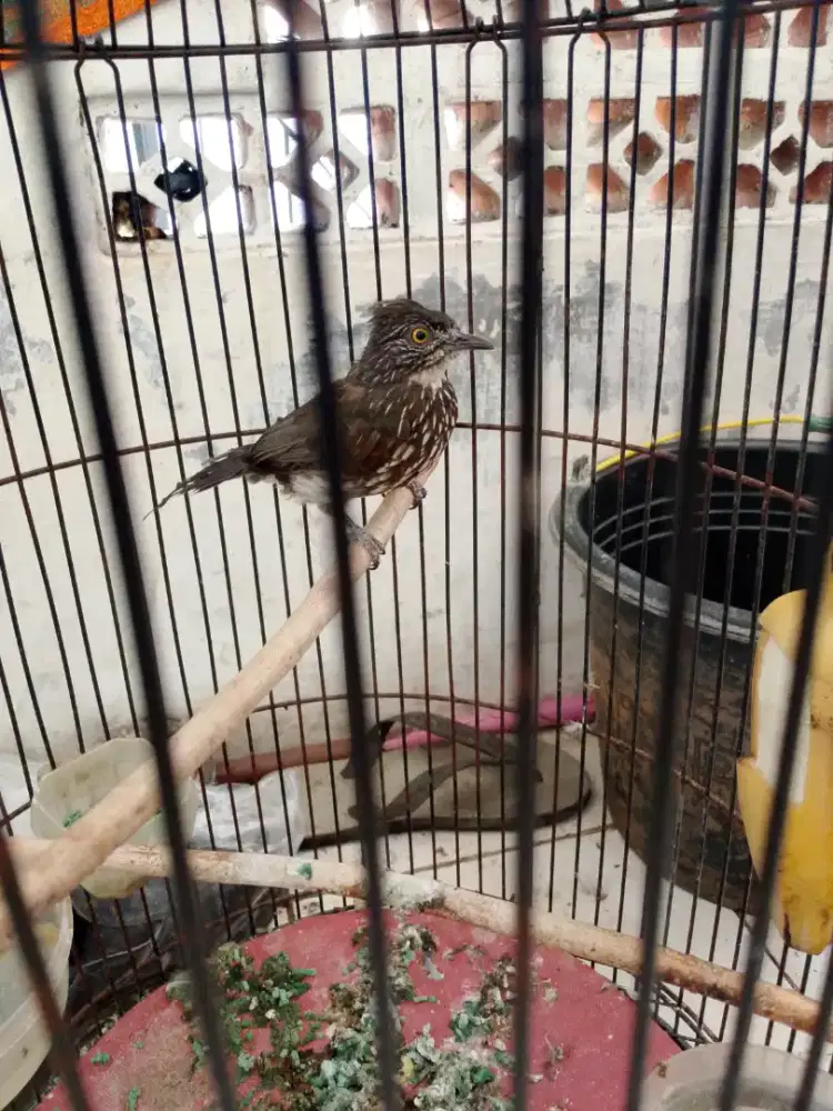Di jual burung seri seri kecil