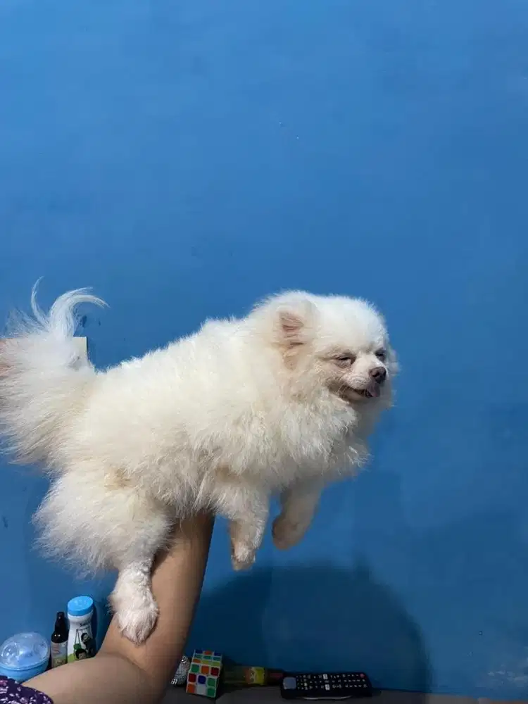 Minipom Putih Gemoy