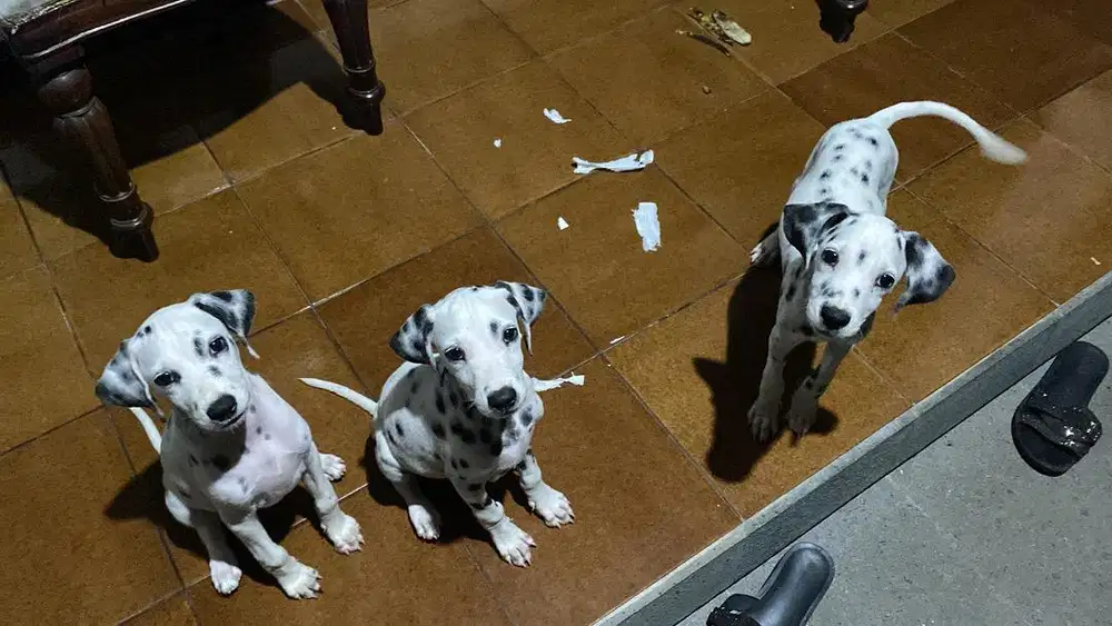 Anjing dalmatian