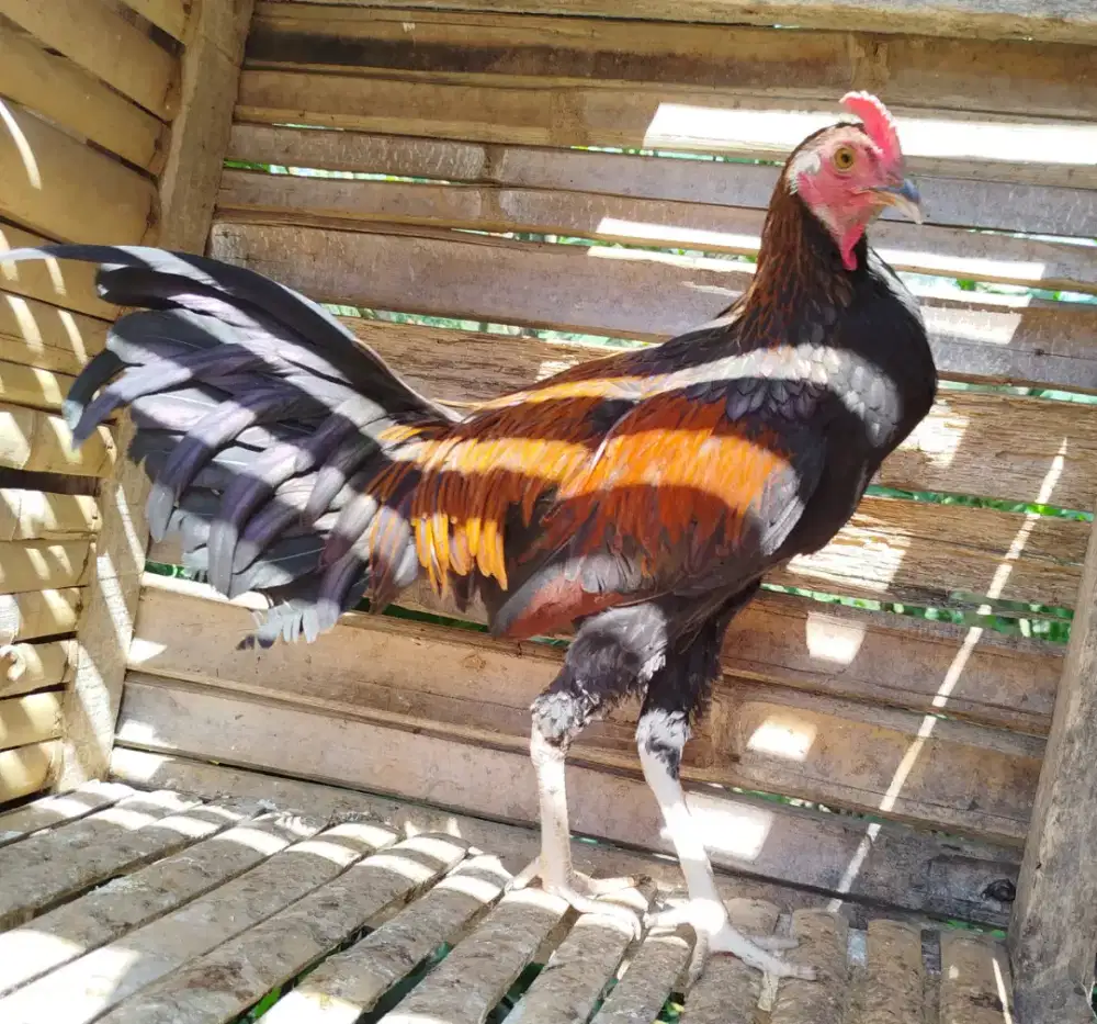 Jual ayam bekisar klungsu kuning 8blan rajin kokok type suara kencang