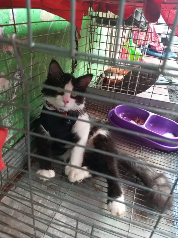 Adopsi anak kucing.