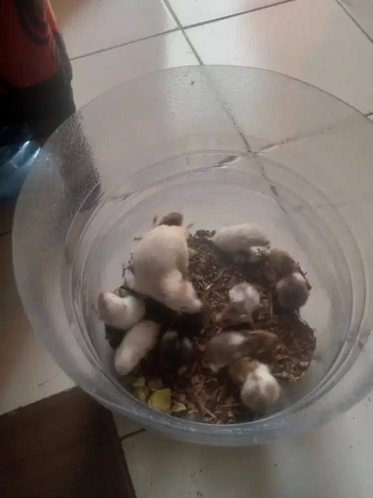 Ready hamster jenis sirian