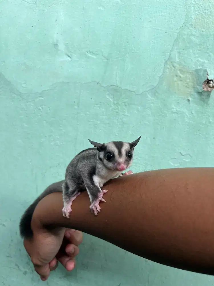 Sugar glider Classic Grey