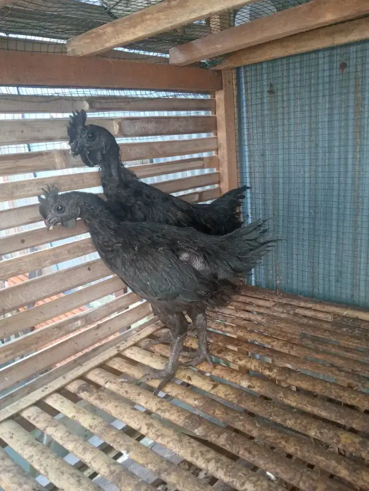 Jual ayam cemani umur 4 blnan jantan harga 600